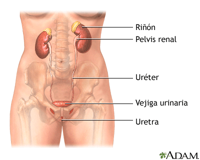kidneys, urniary bladder, ureter, urethra